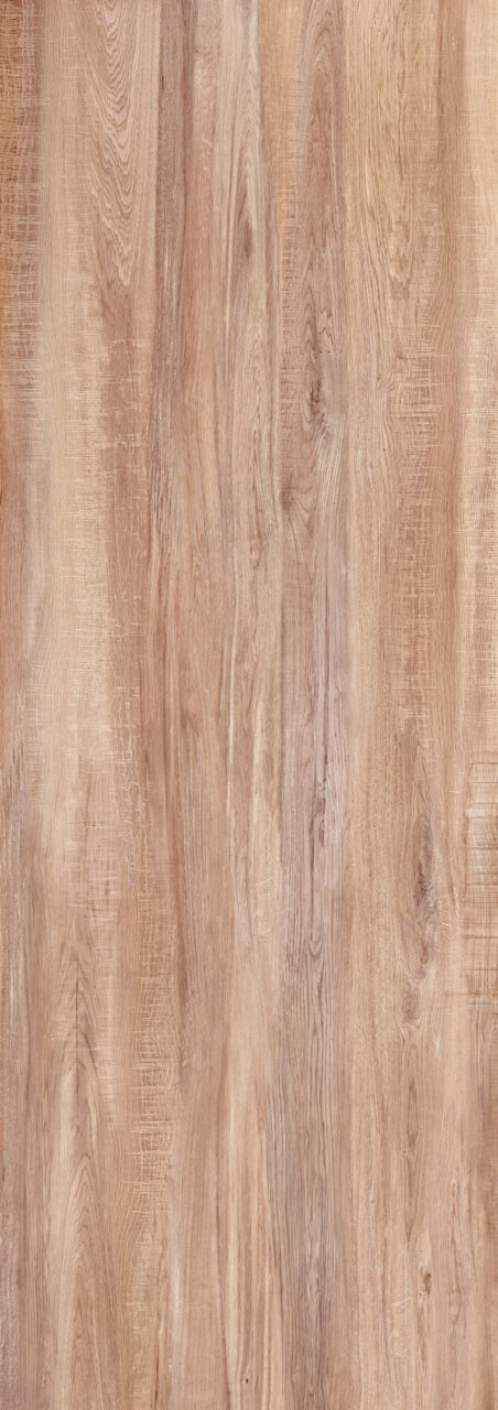 European Elm